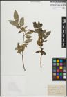 Foto von Salix pentandra L.